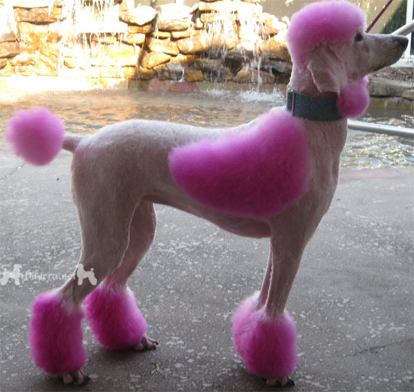 unipak pink poodle