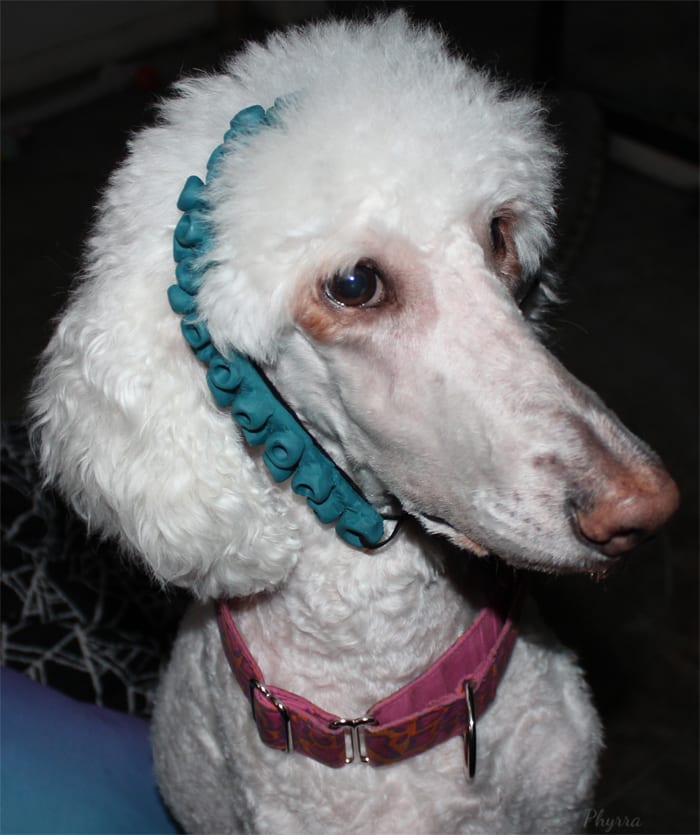Phaedra the Standard Poodle