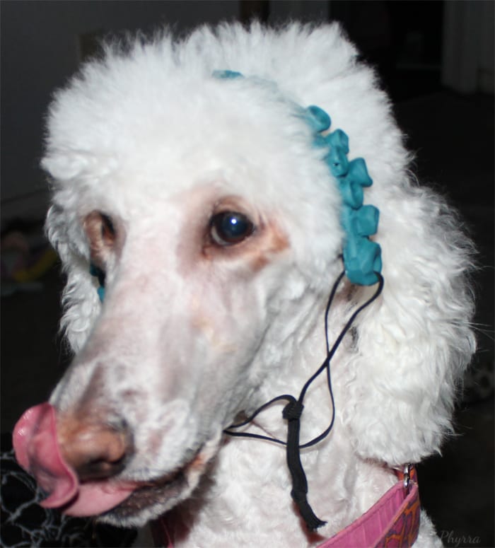 Phaedra the Standard Poodle