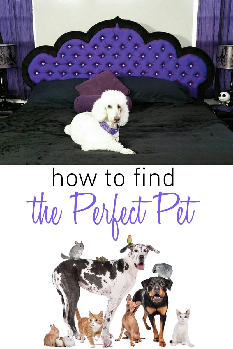 How to Find the Perfect Pet