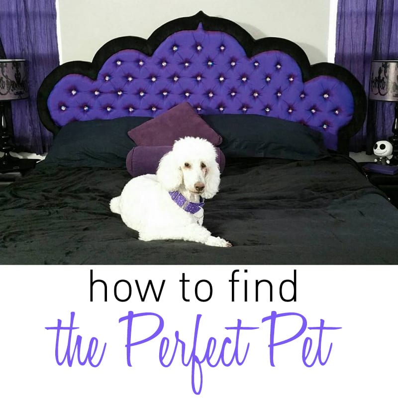 How to Find the Perfect Pet