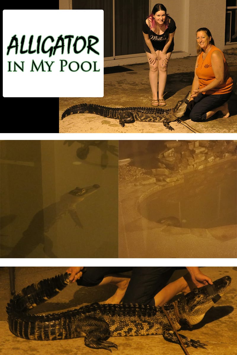 Alligator in My Pool