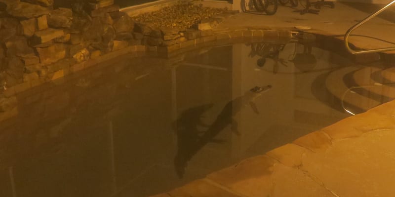 Alligator in My Pool