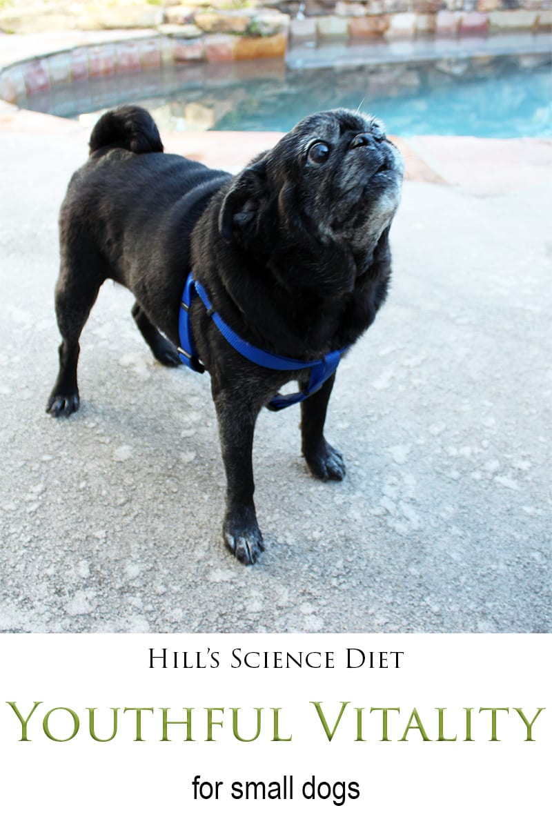 A few months ago I had the opportunity to try out the new Hill's Science Diet Youthful Vitality for Dogs. Our pug Max is an older dog, about 16 years old. So he's definitely getting up there in doggie years. Being a small breed dog, he can still live for many more years. I asked my vet before changing Max to Hill's Science Diet Youthful Vitality for Small Dogs, as I wanted to make sure that it would be ok to try something new. My vet carries the Hill's Science Diet line in his office, so he said this would be a good choice for Max.