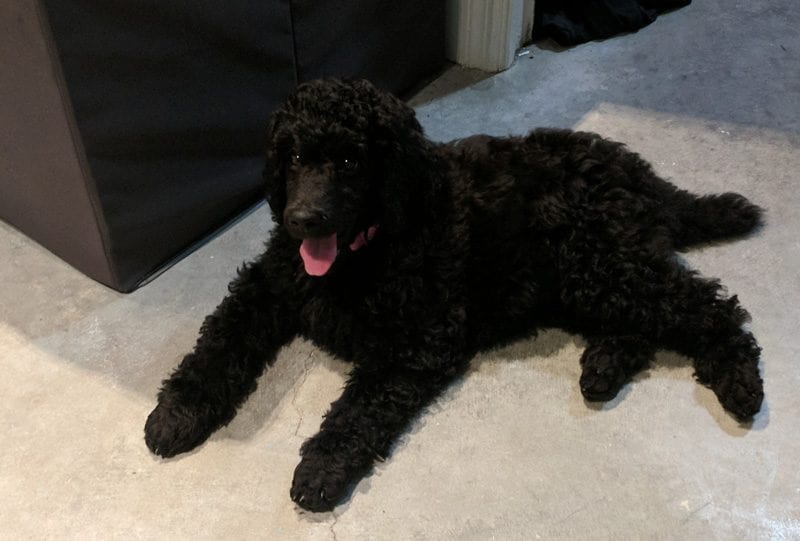 Nyx the Standard Poodle