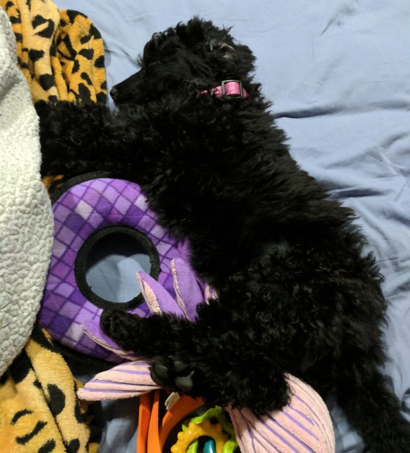 Nyx the Standard Poodle