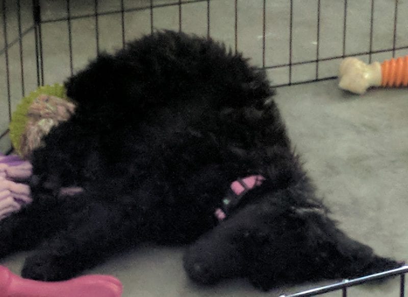 Nyx the Standard Poodle