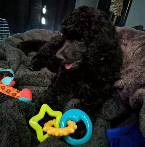 Puppy Supplies: What You Need for a New Puppy