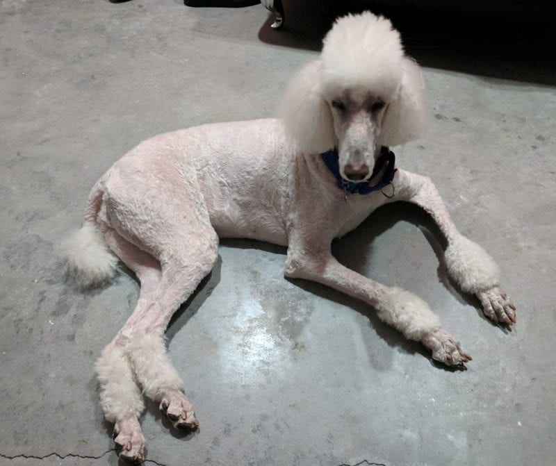 Phaedra the Standard Poodle