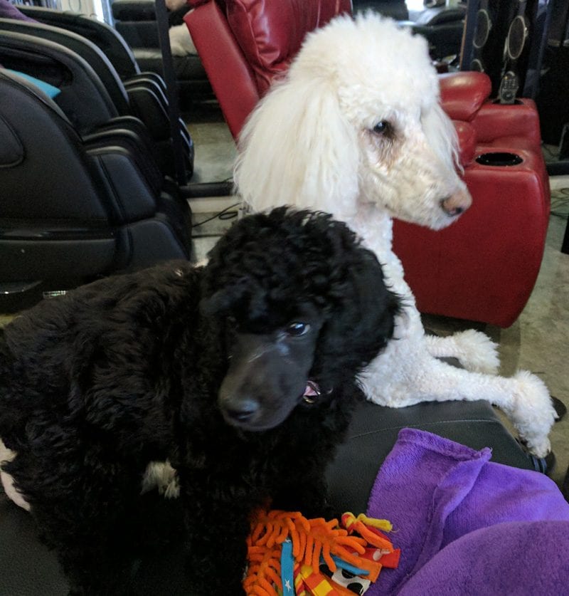 Nyx & Phaedra the Standard Poodles