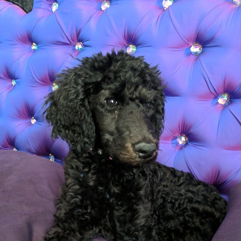 Nyx the black standard poodle