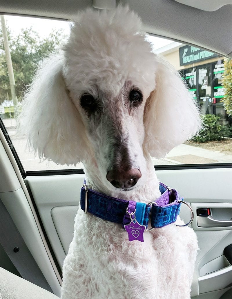 Phaedra the white standard poodle