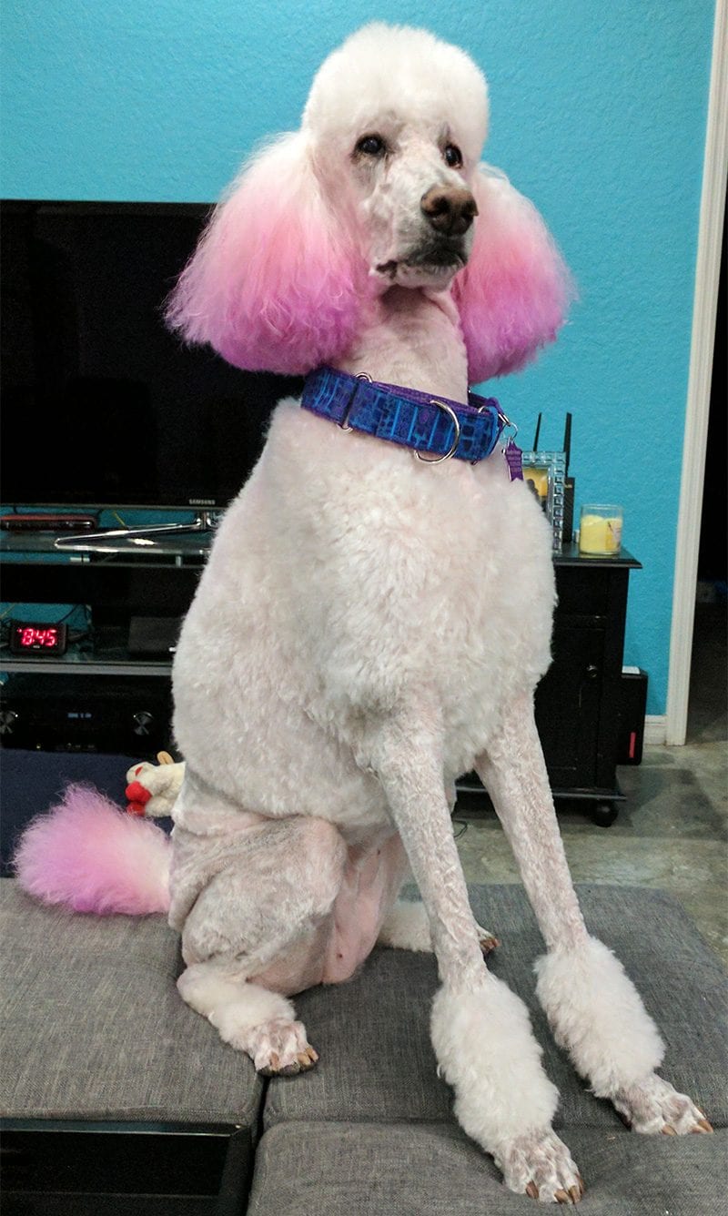 Phaedra the Standard Poodle