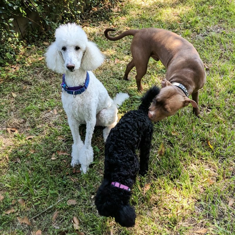 Phaedra and Nyx - standard poodles playing with a pitbull