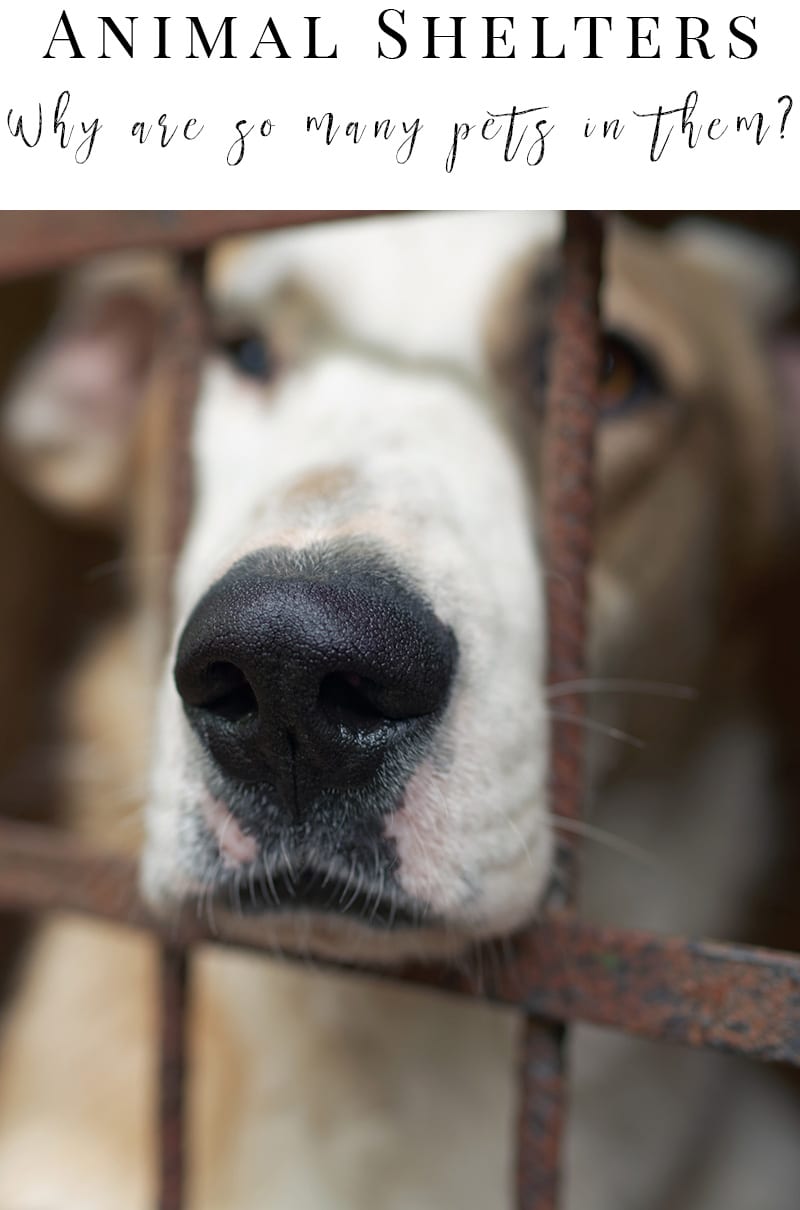 Animal Shelter: Why are so many animals in shelters?
