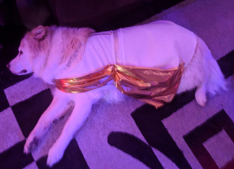 Toga Party Dog