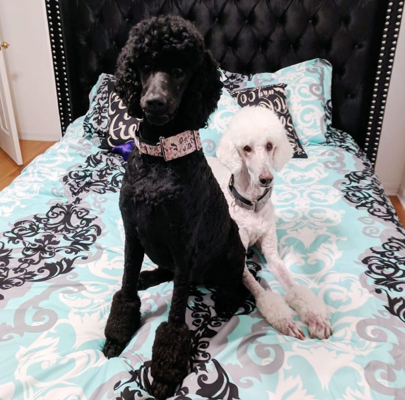 Standard poodles