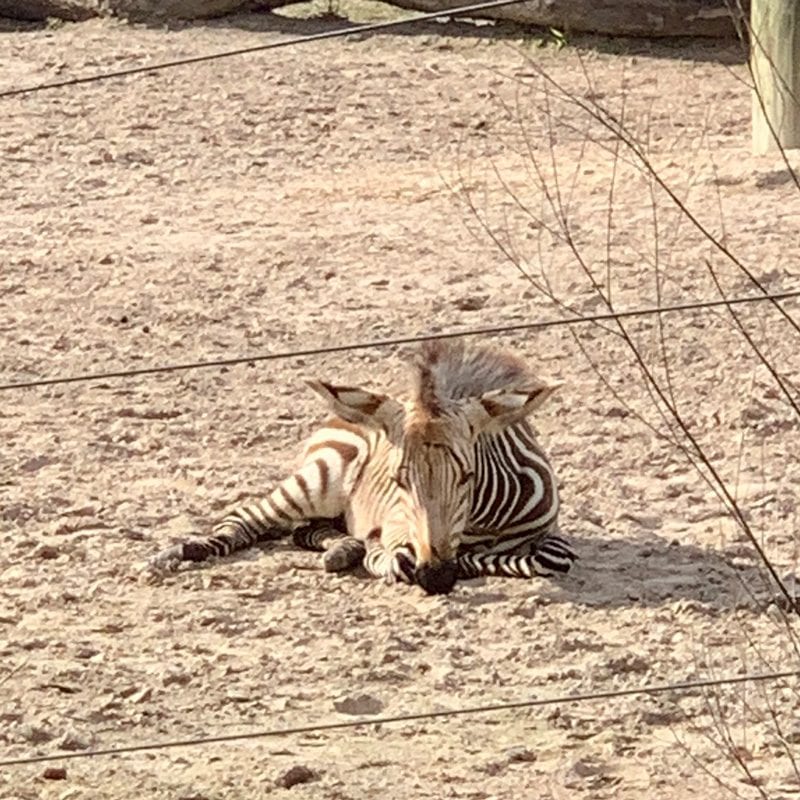 Baby Zebra