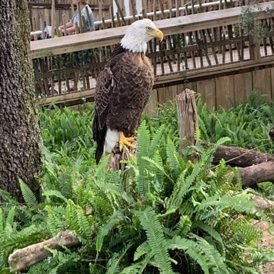 Bald Eagle