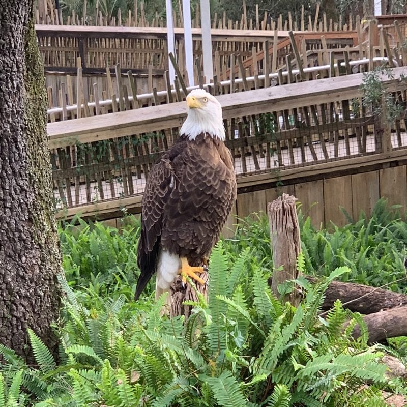 Bald Eagle