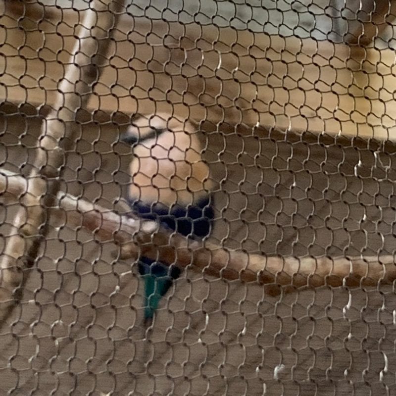 Blue Bellied Roller Bird from Africa