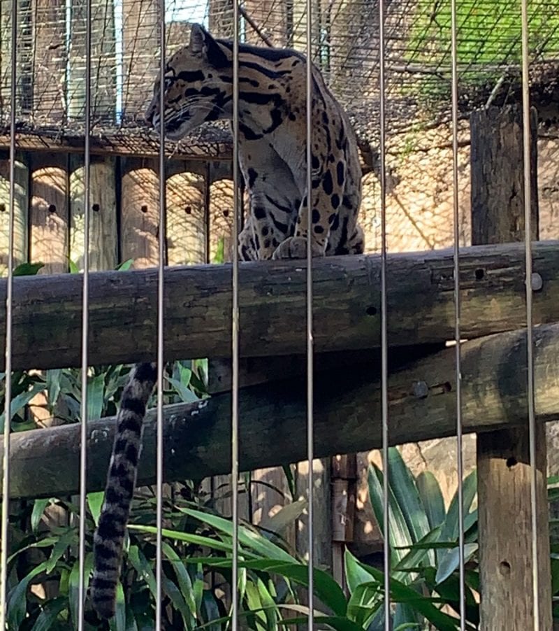 Clouded Leopard