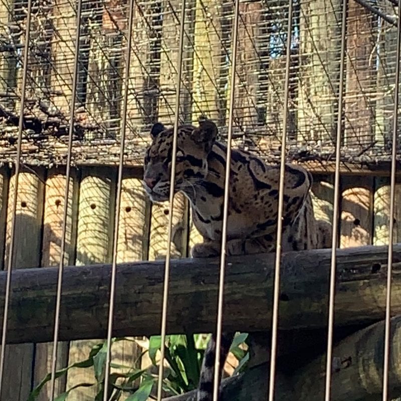 Clouded Leopard