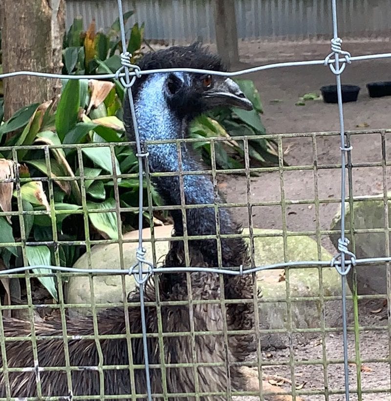 Emu