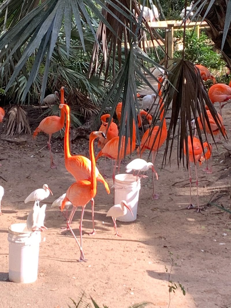 Flamingos