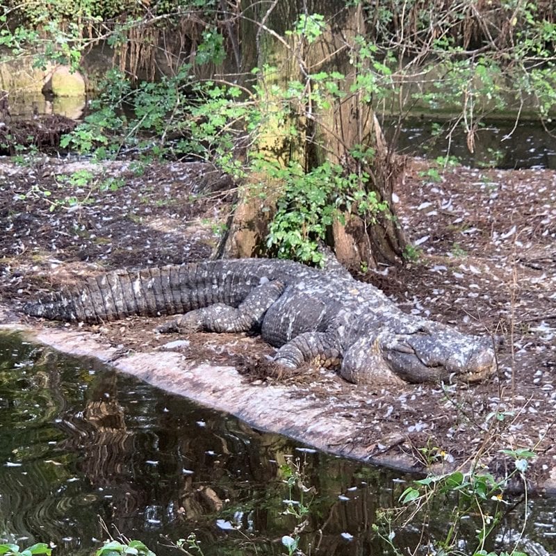 Florida Alligator