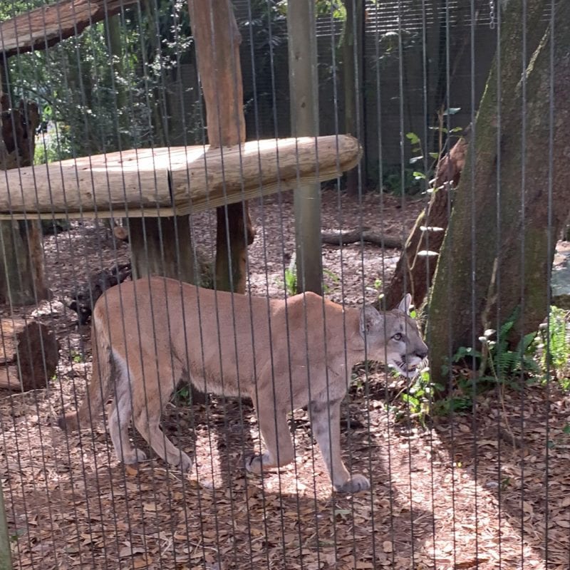 Florida Panther