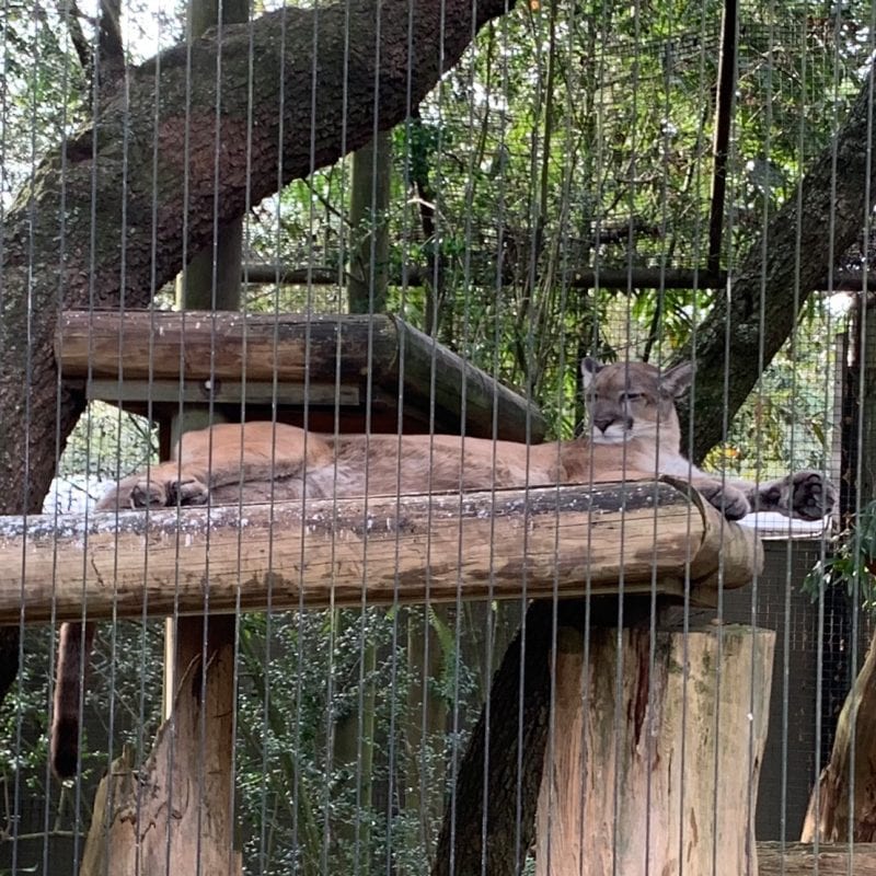 Florida Panther relaxing