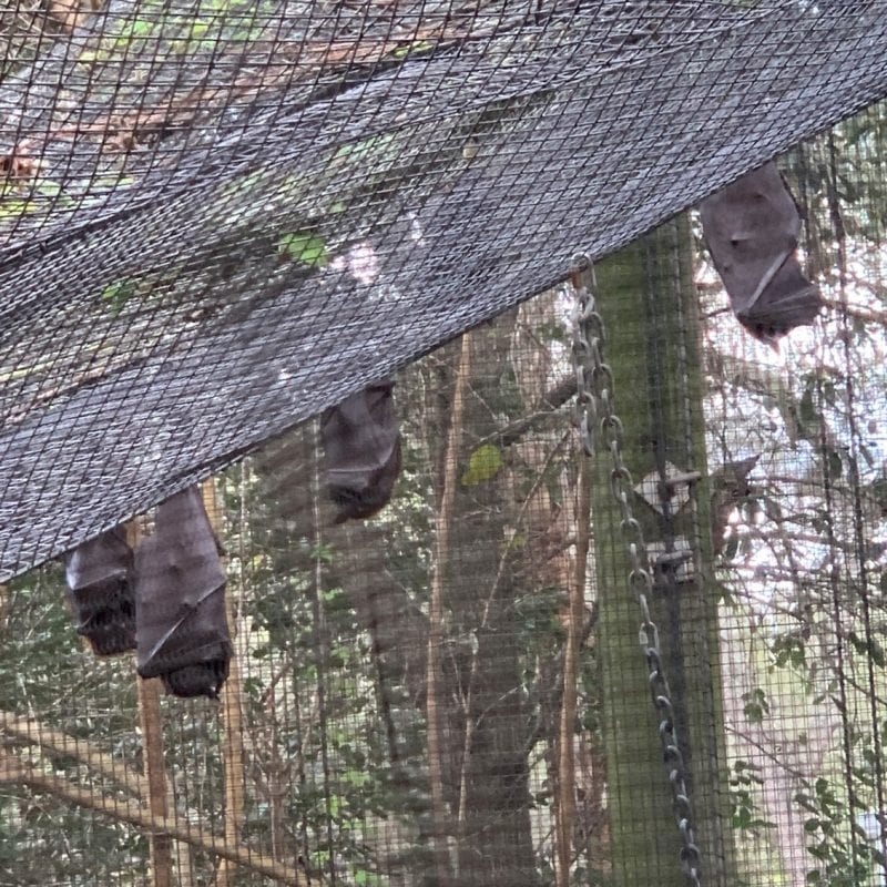 Bats at Lowry Park Zoo