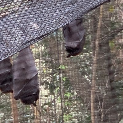 Bats at Lowry Park Zoo