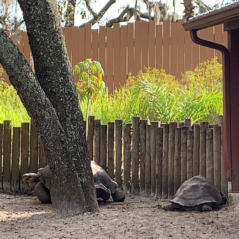 Galapagos turtles