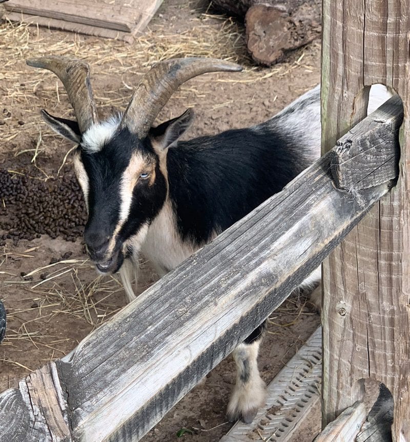 Goats at the petting zoo