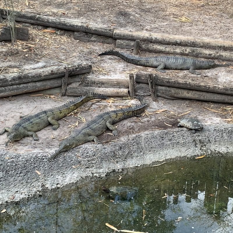 Indian Gharial crocodiles