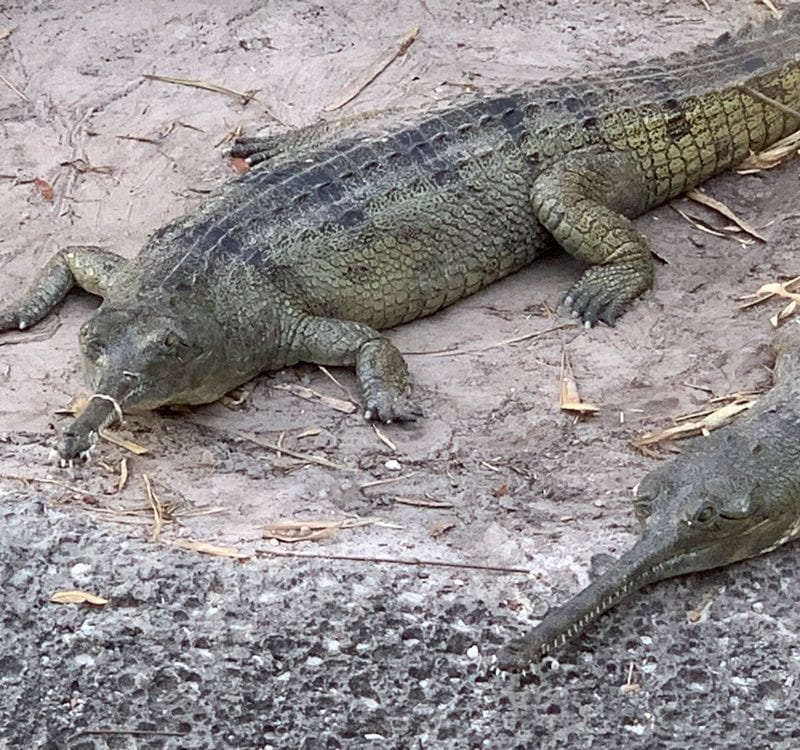 Indian Gharial crocodiles