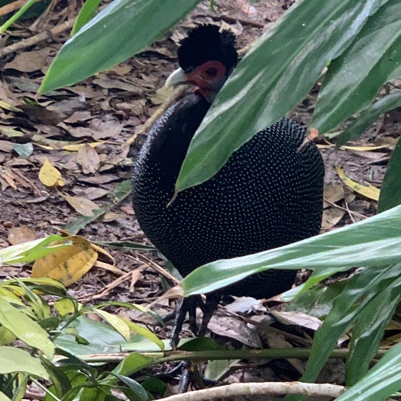 Kenya Crested Guineafowl