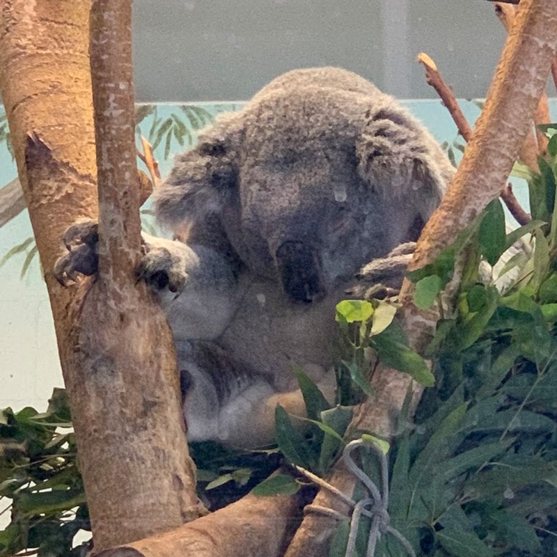 Koala napping
