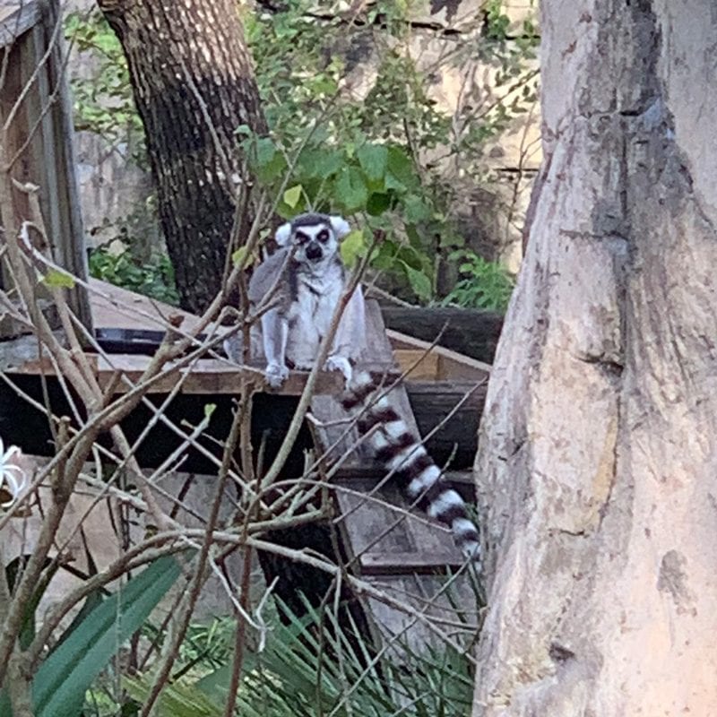 Ring-tailed Lemur