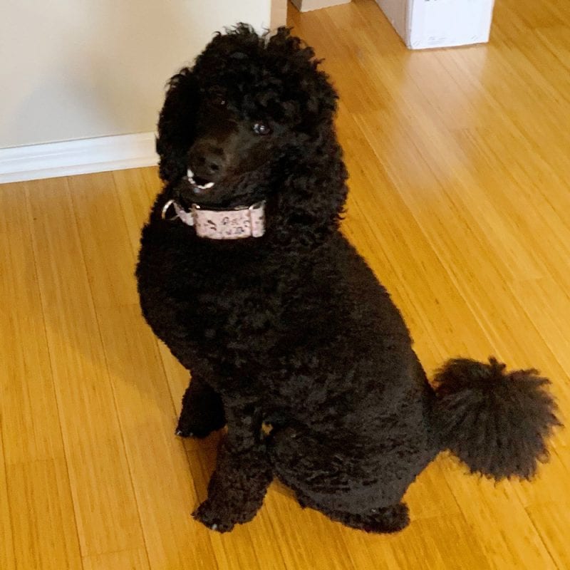 Nyx the Standard Poodle