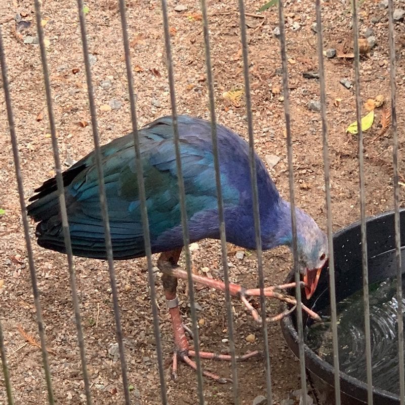 Purple SwampHen