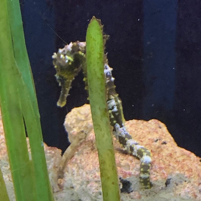 Seahorse