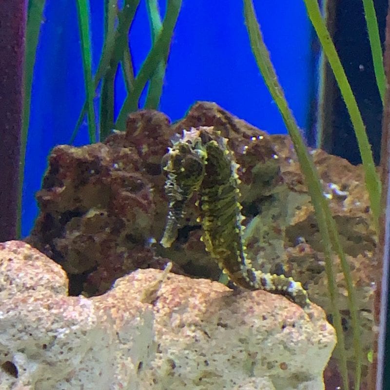 Seahorse