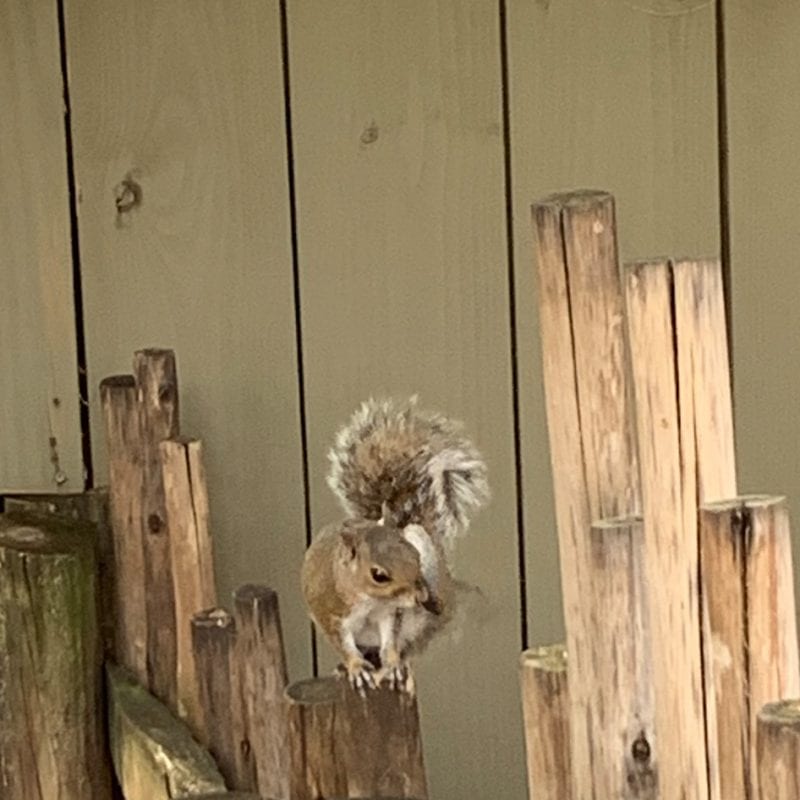 Squirrel