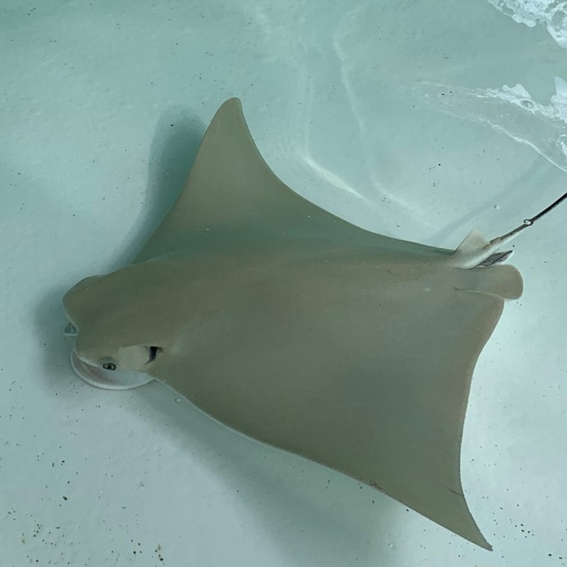 Sting Ray