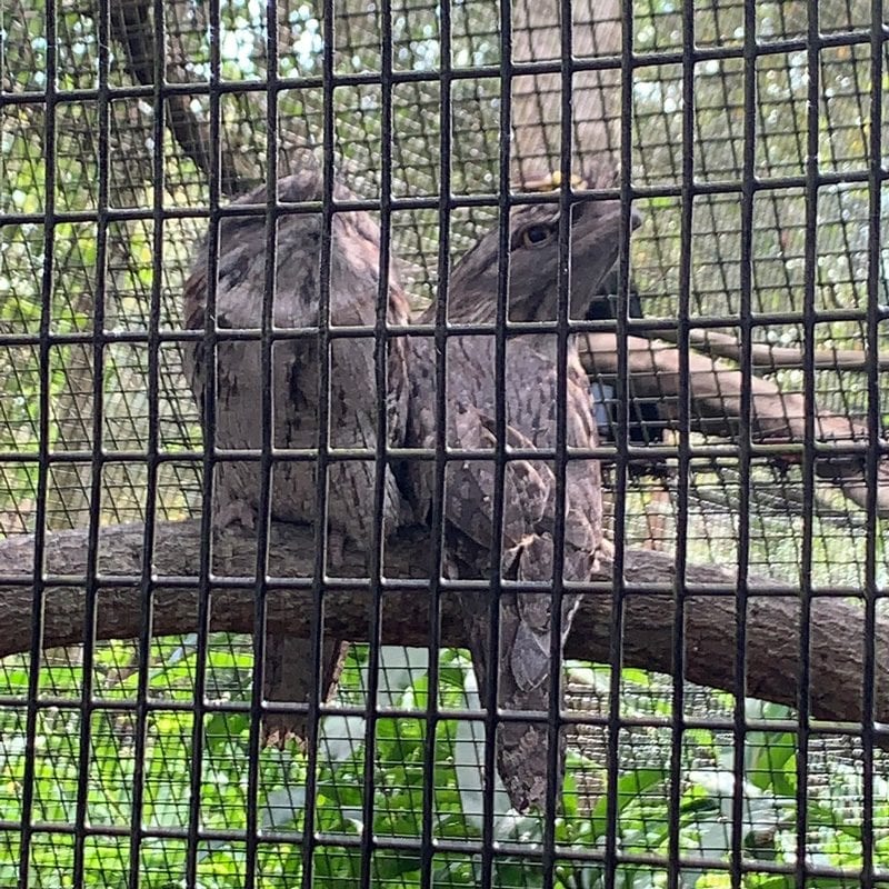 Tawny Frogmouth