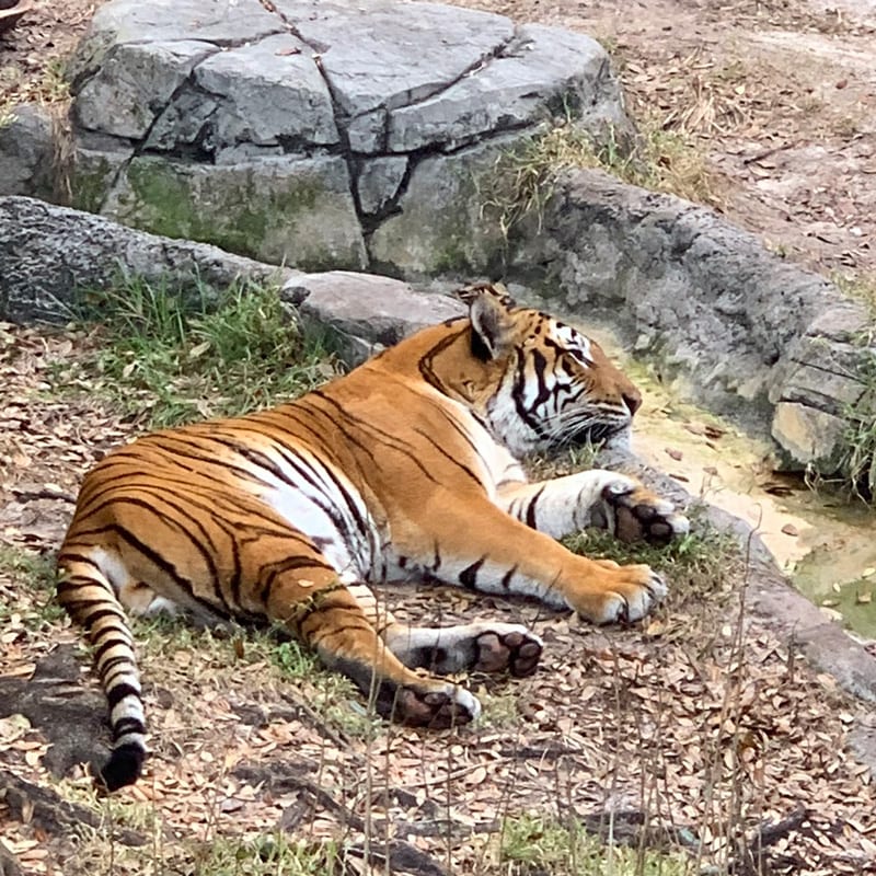 A Visit to Tampa’s Lowry Park Zoo