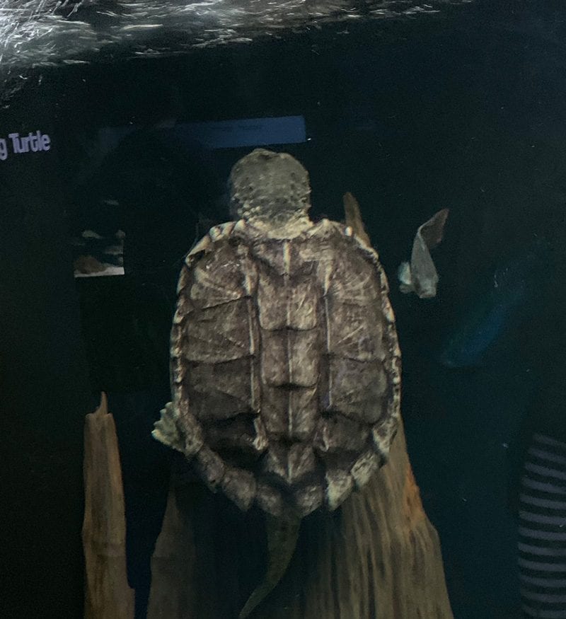 Alligator Snapping Turtle